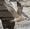 2cy argentatus in February, ringed in Norway. (75189 bytes)